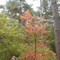 Sorbus torminalis automne